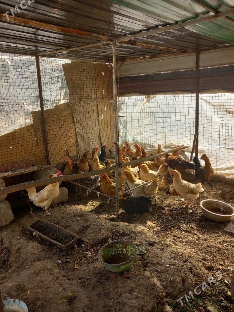 Yaşajyk towuklar - Кëши - img 2