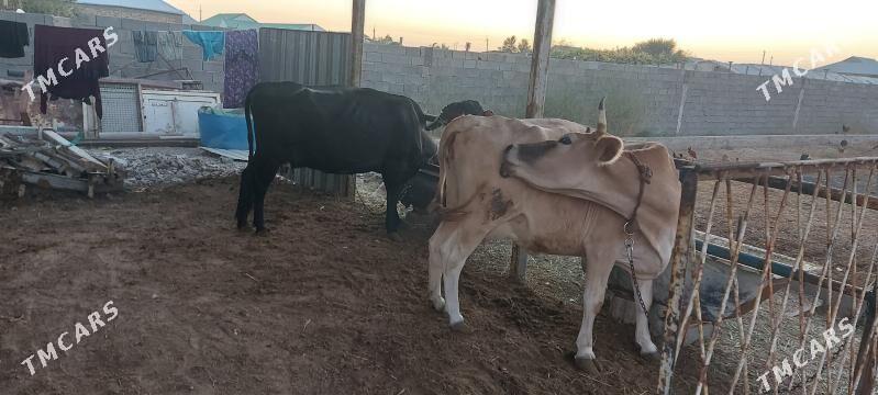 sygyr gololi - Arkadag - img 6