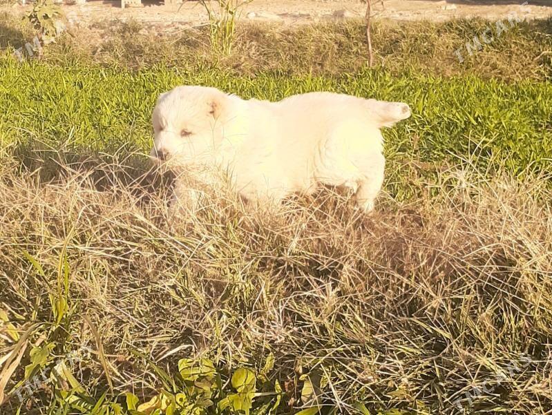 It - Теджен - img 3