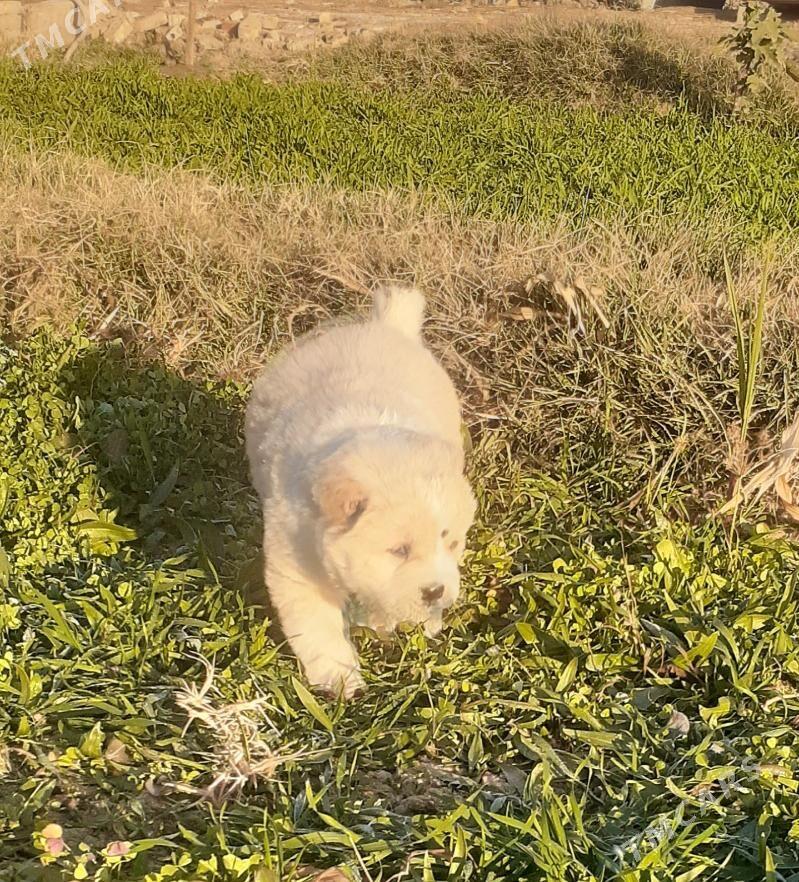 It - Теджен - img 5