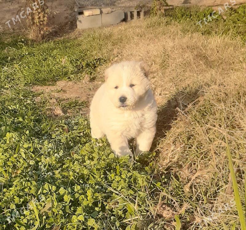 It - Теджен - img 2