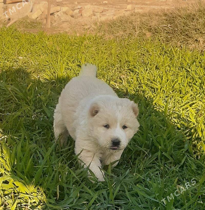 It - Теджен - img 4