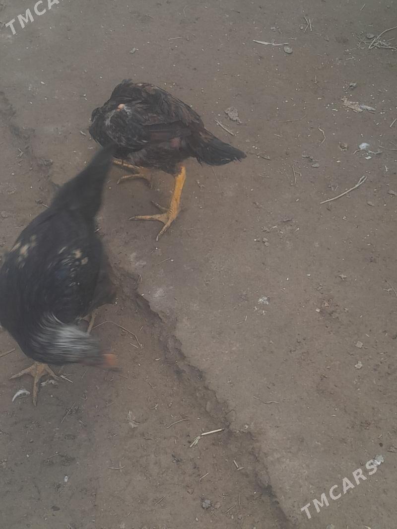 towuk juje - Чарджоу - img 2