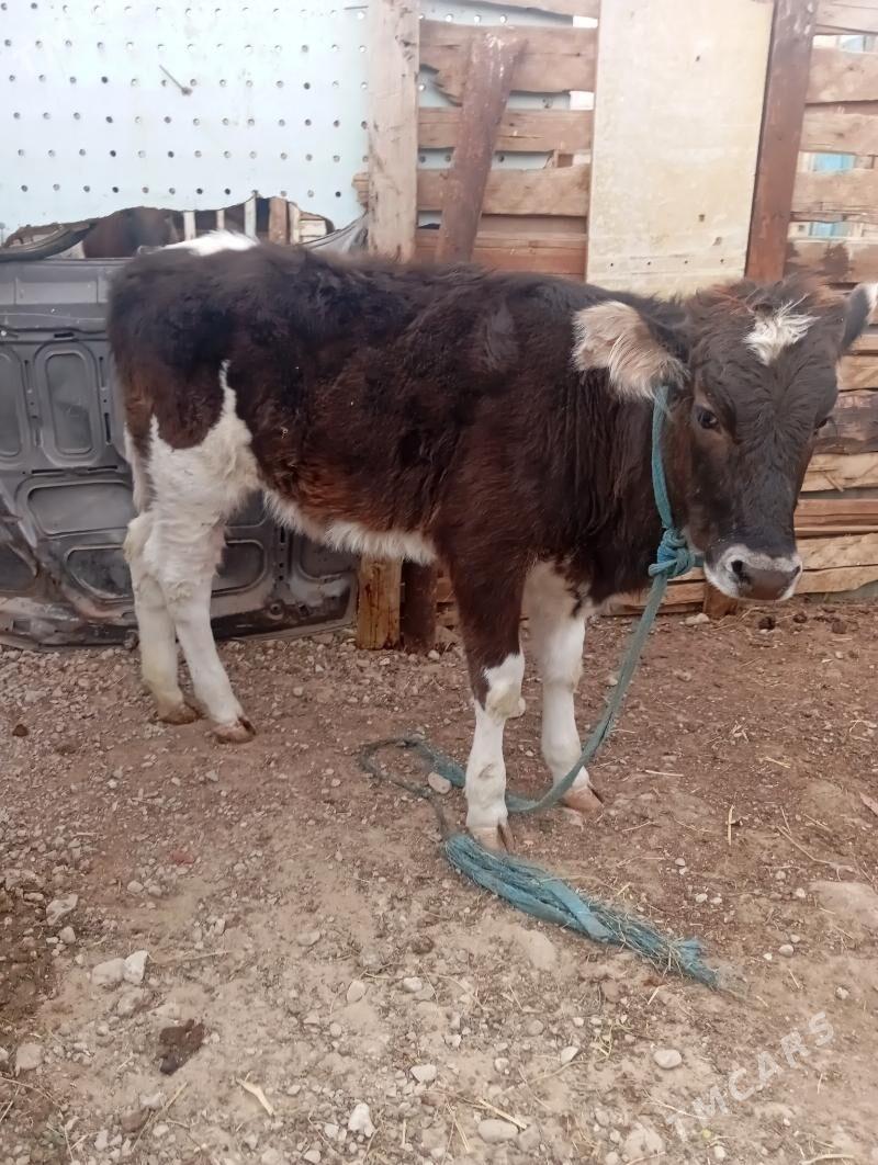 gole - Балканабат - img 1