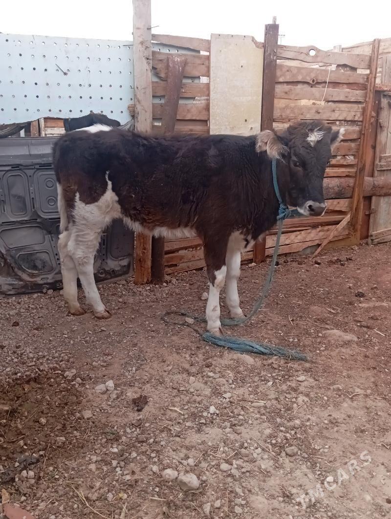 gole - Балканабат - img 2