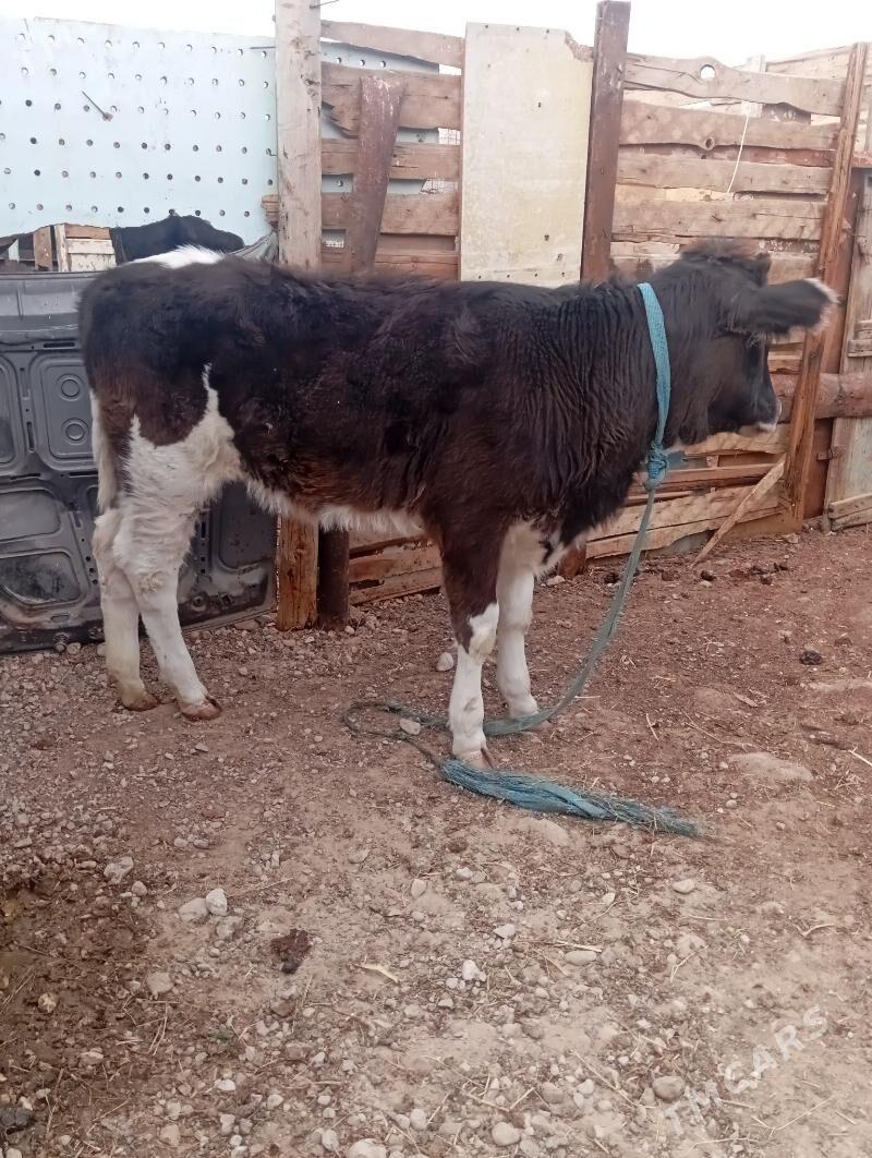 gole - Балканабат - img 3