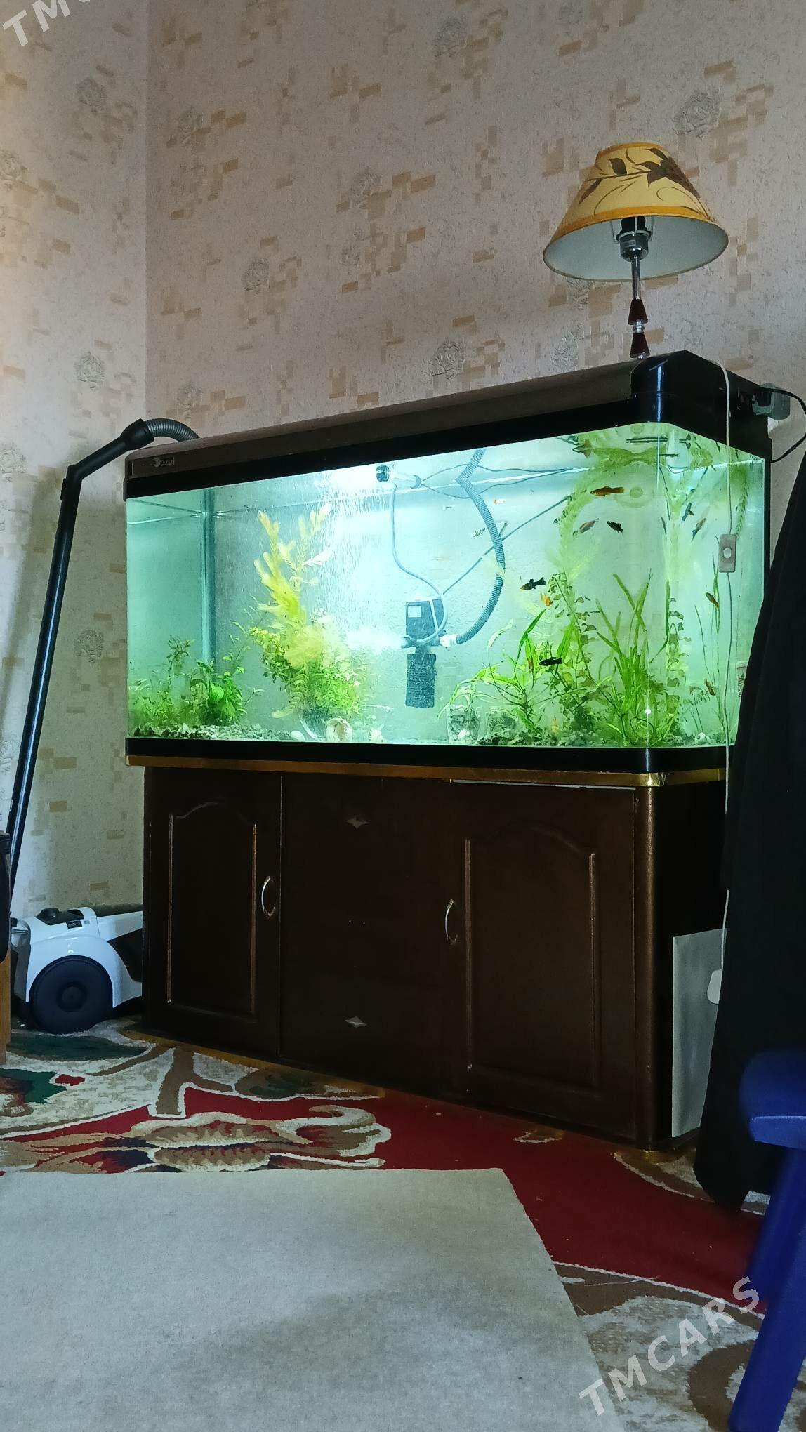 аквариум - Türkmenabat - img 2