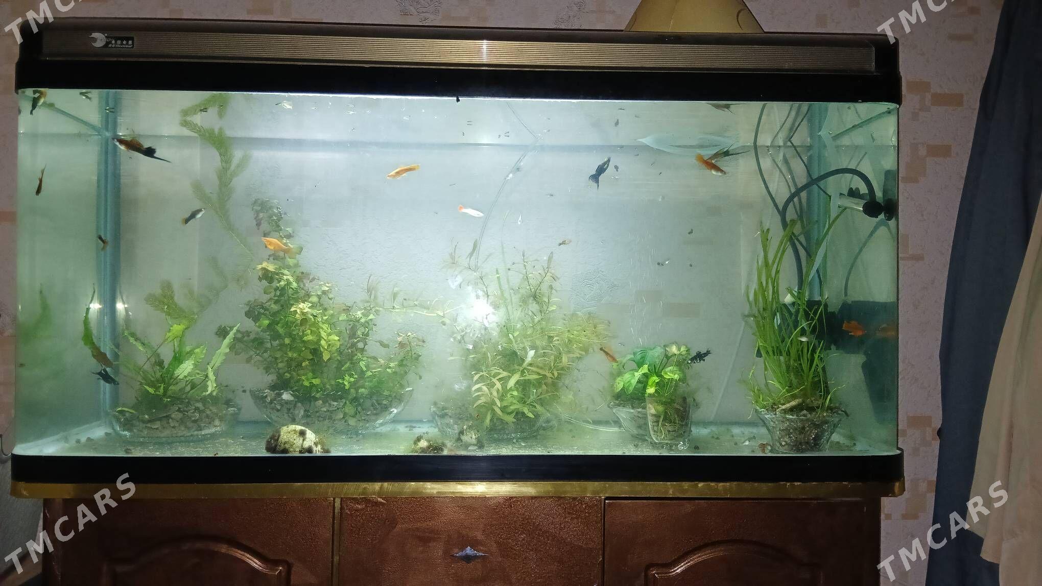 аквариум - Türkmenabat - img 1