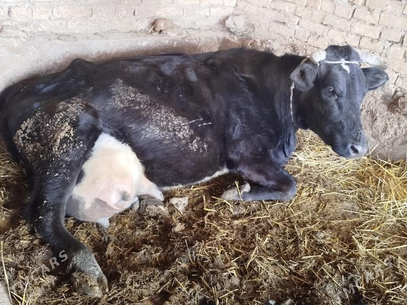 Bogaz.sygyr - Sakar - img 2