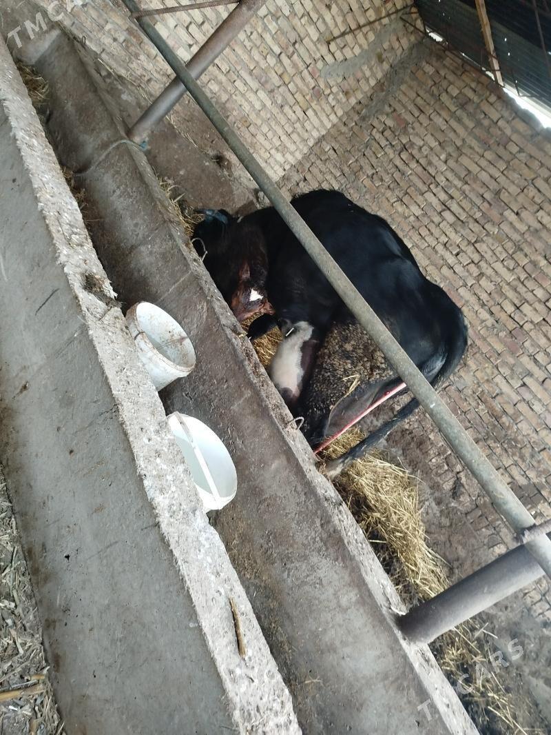 Bogaz.sygyr - Sakar - img 3