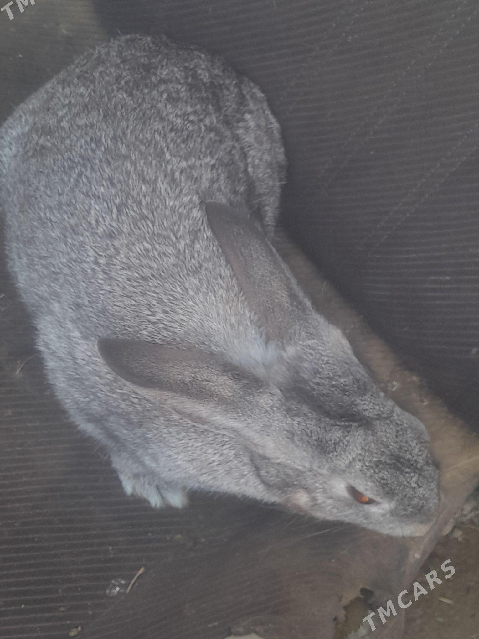 towsan - Чарджоу - img 1