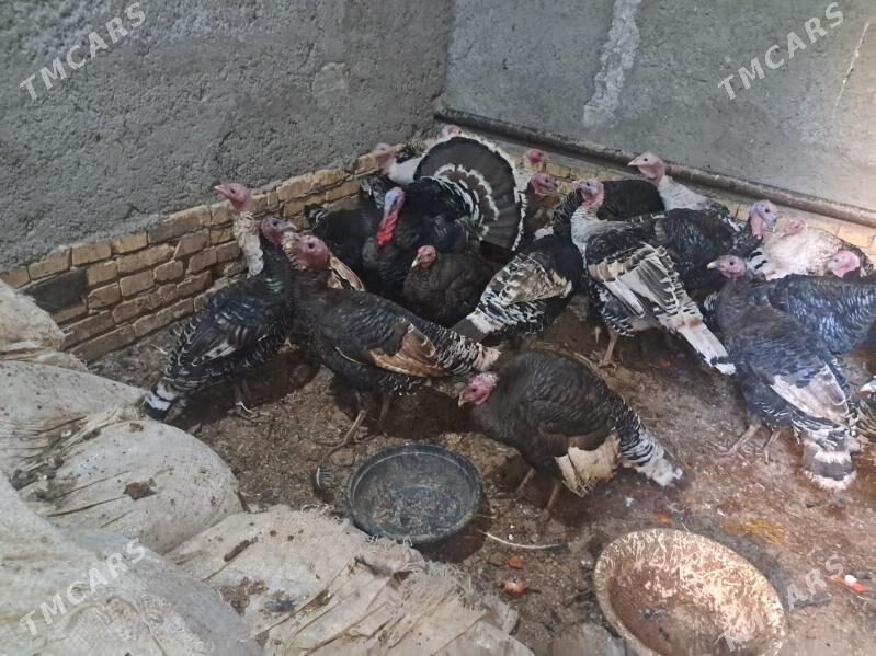 induk - Туркменабат - img 2