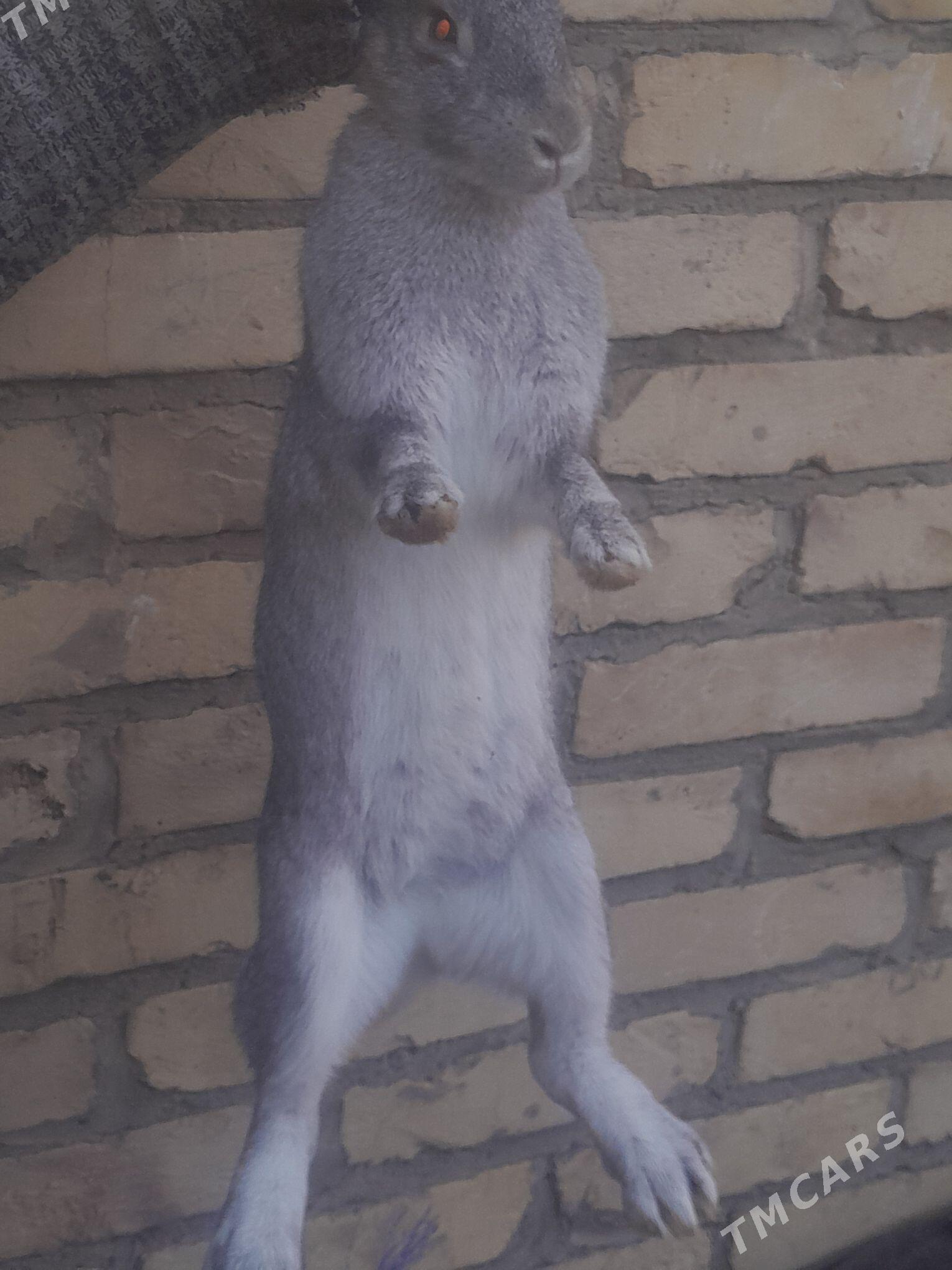 towsan - Чарджоу - img 3