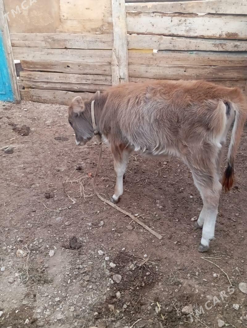 gole - Балканабат - img 2