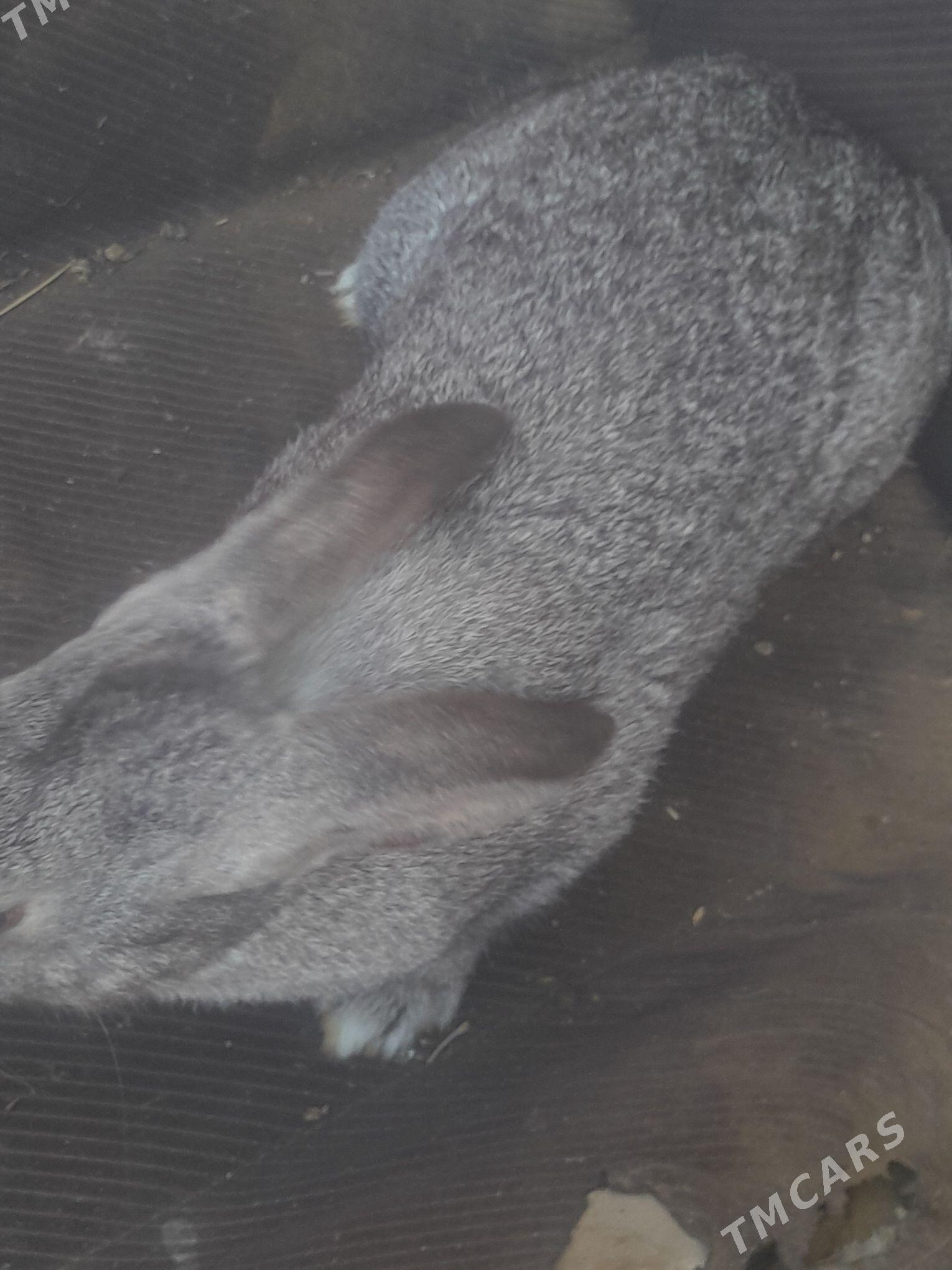 towsan - Чарджоу - img 2