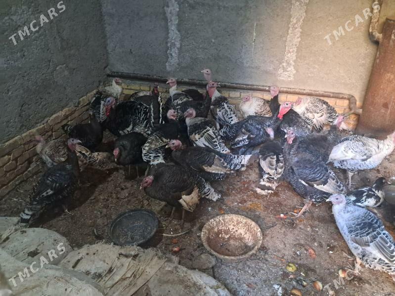 induk - Туркменабат - img 4