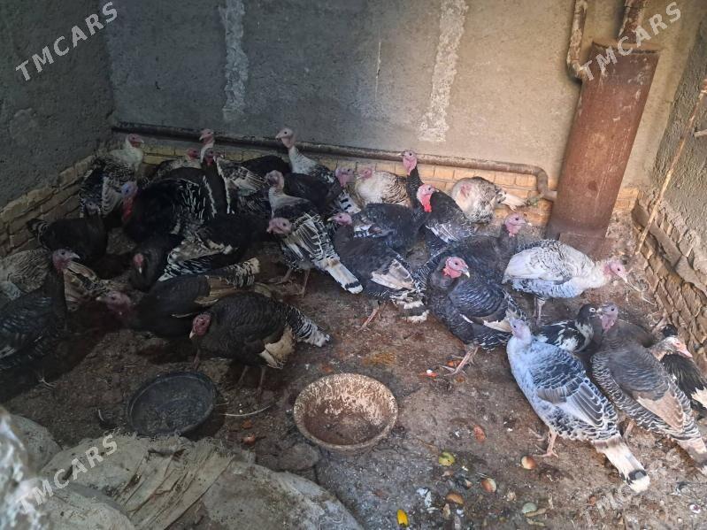 induk - Туркменабат - img 3