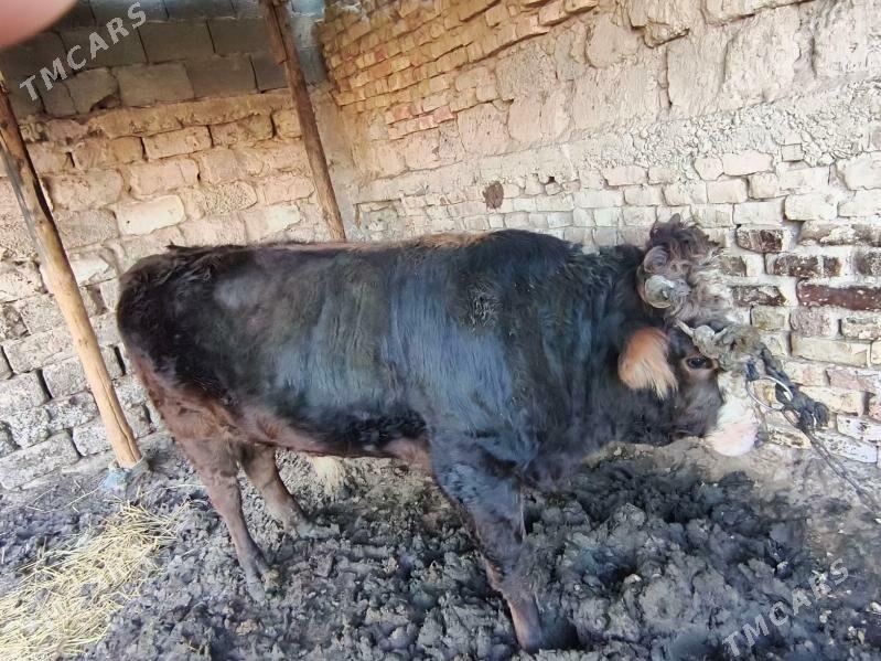 okuz - Aşgabat - img 4