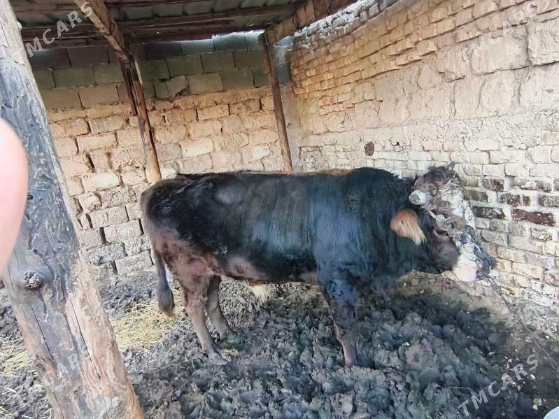 okuz - Aşgabat - img 2