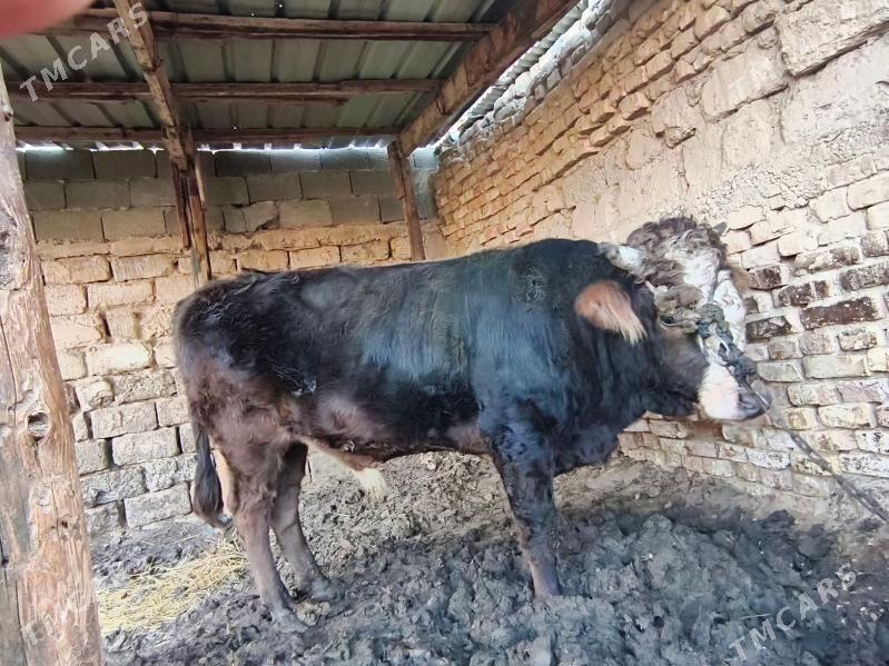 okuz - Aşgabat - img 3