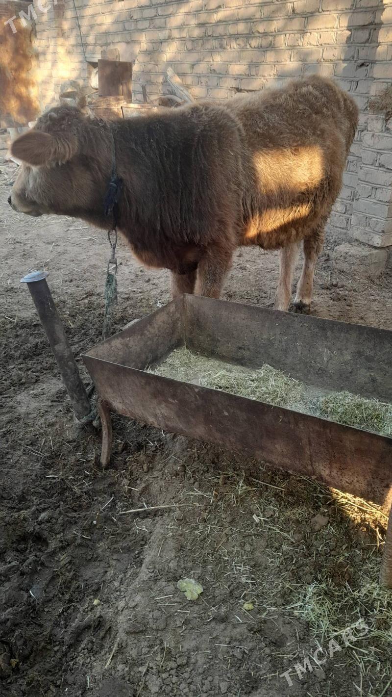 okuz - Babadaýhan - img 3