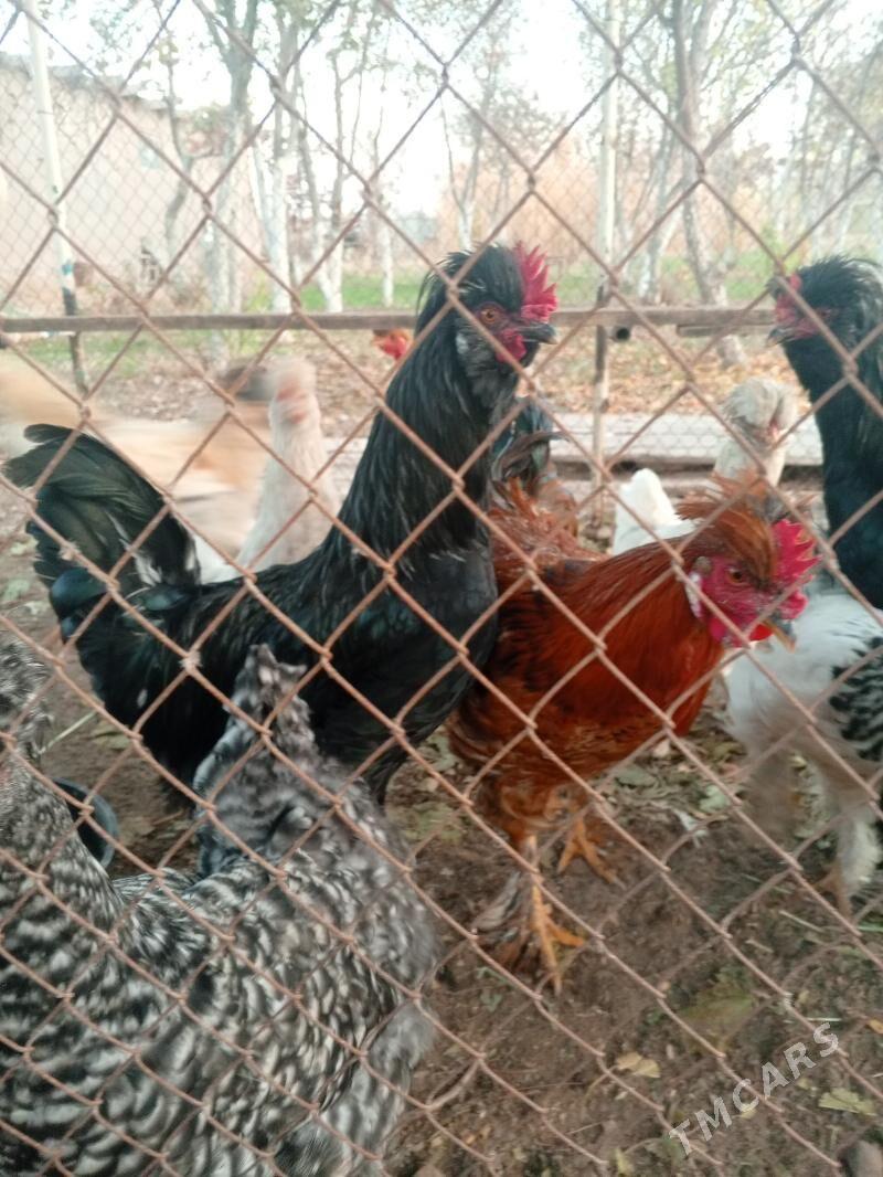 Брамо хораз - Туркменабат - img 2