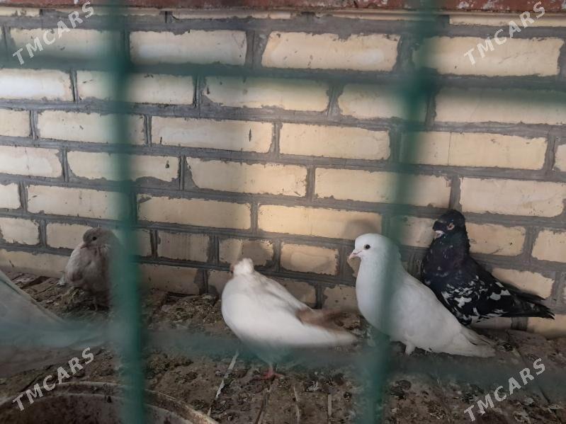 kepter - Türkmenabat - img 2