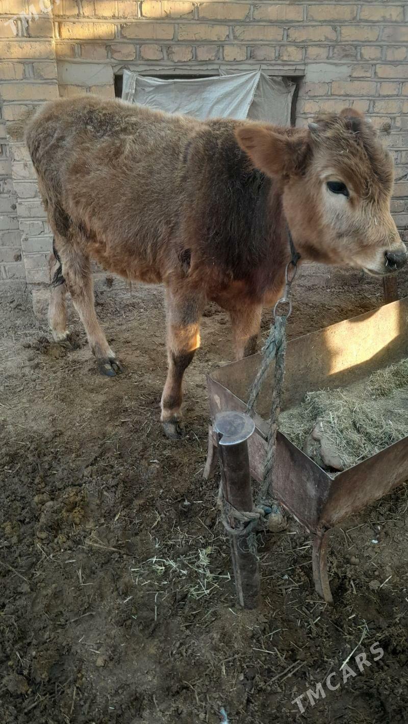 okuz - Babadaýhan - img 2