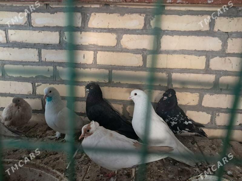 kepter - Türkmenabat - img 4