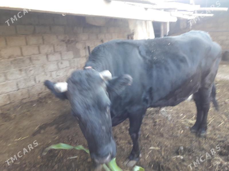 Gibrit çornypiostr sygyr - Анев - img 2