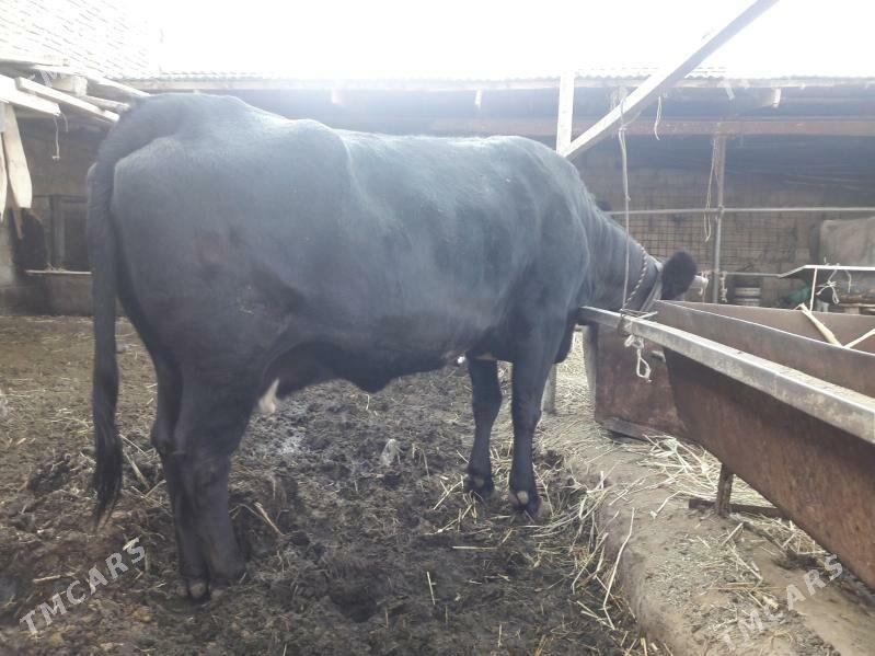 Gibrit çornypiostr sygyr - Анев - img 4