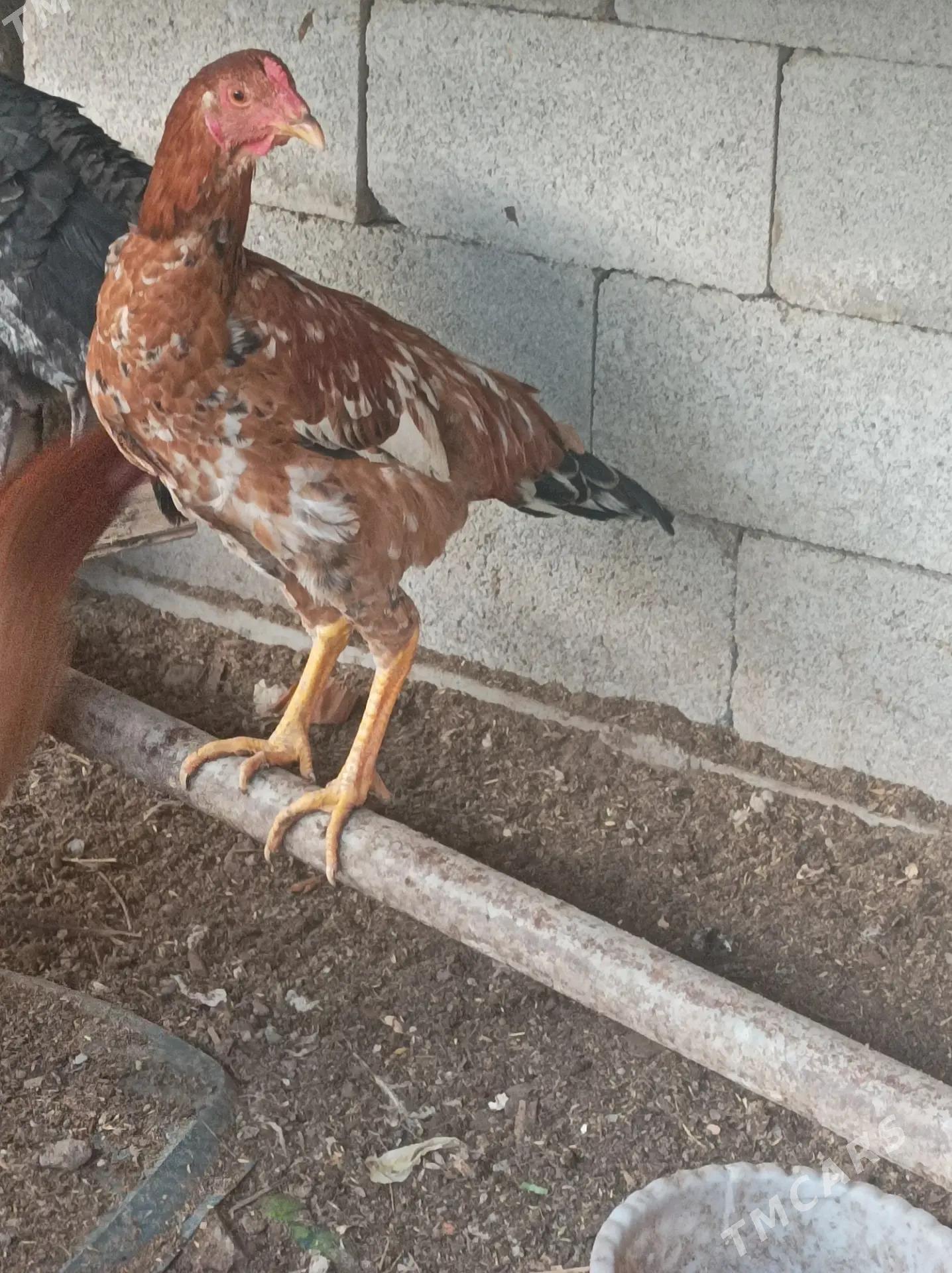 хораз - Дашогуз - img 4