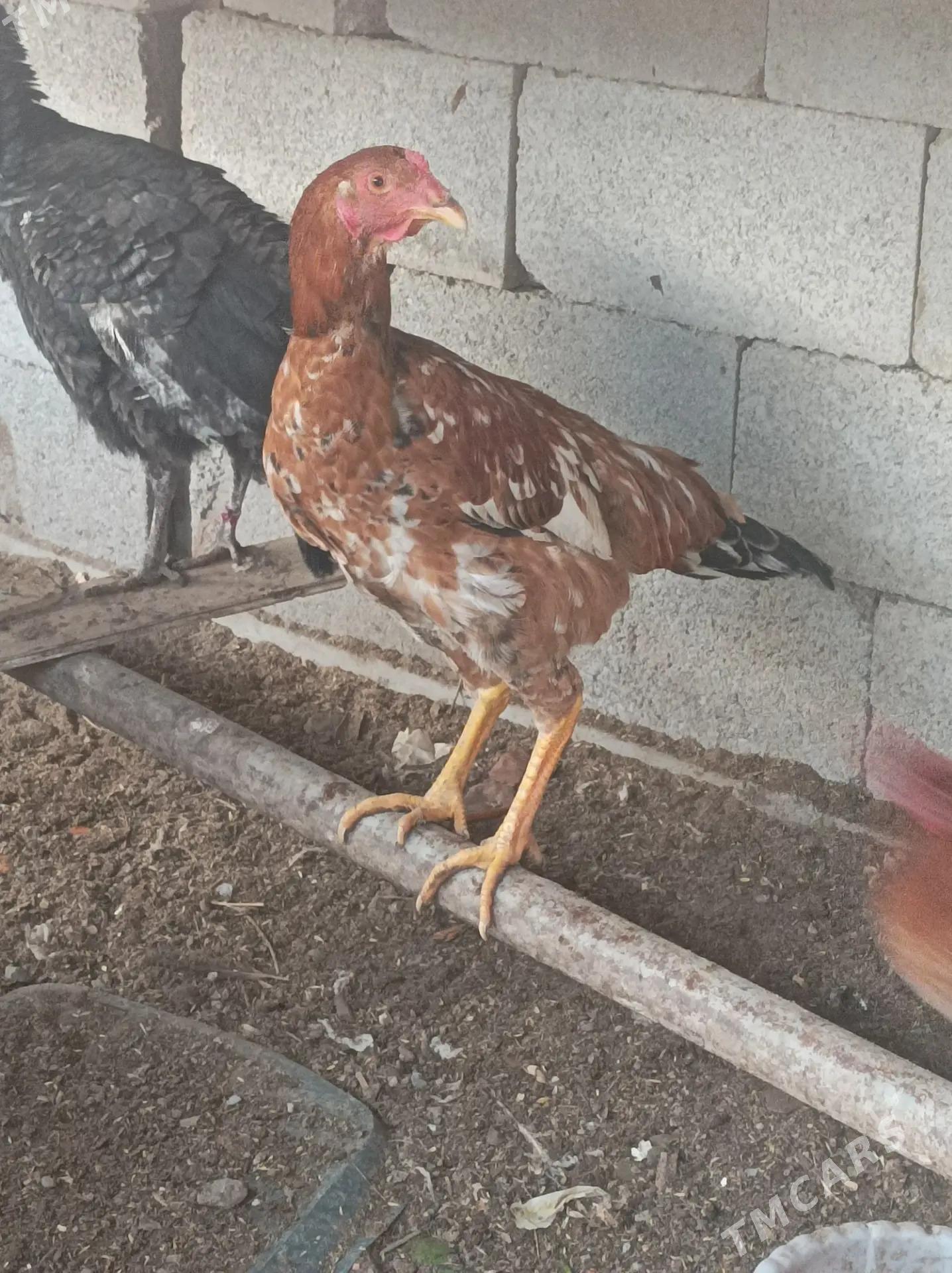 хораз - Дашогуз - img 3