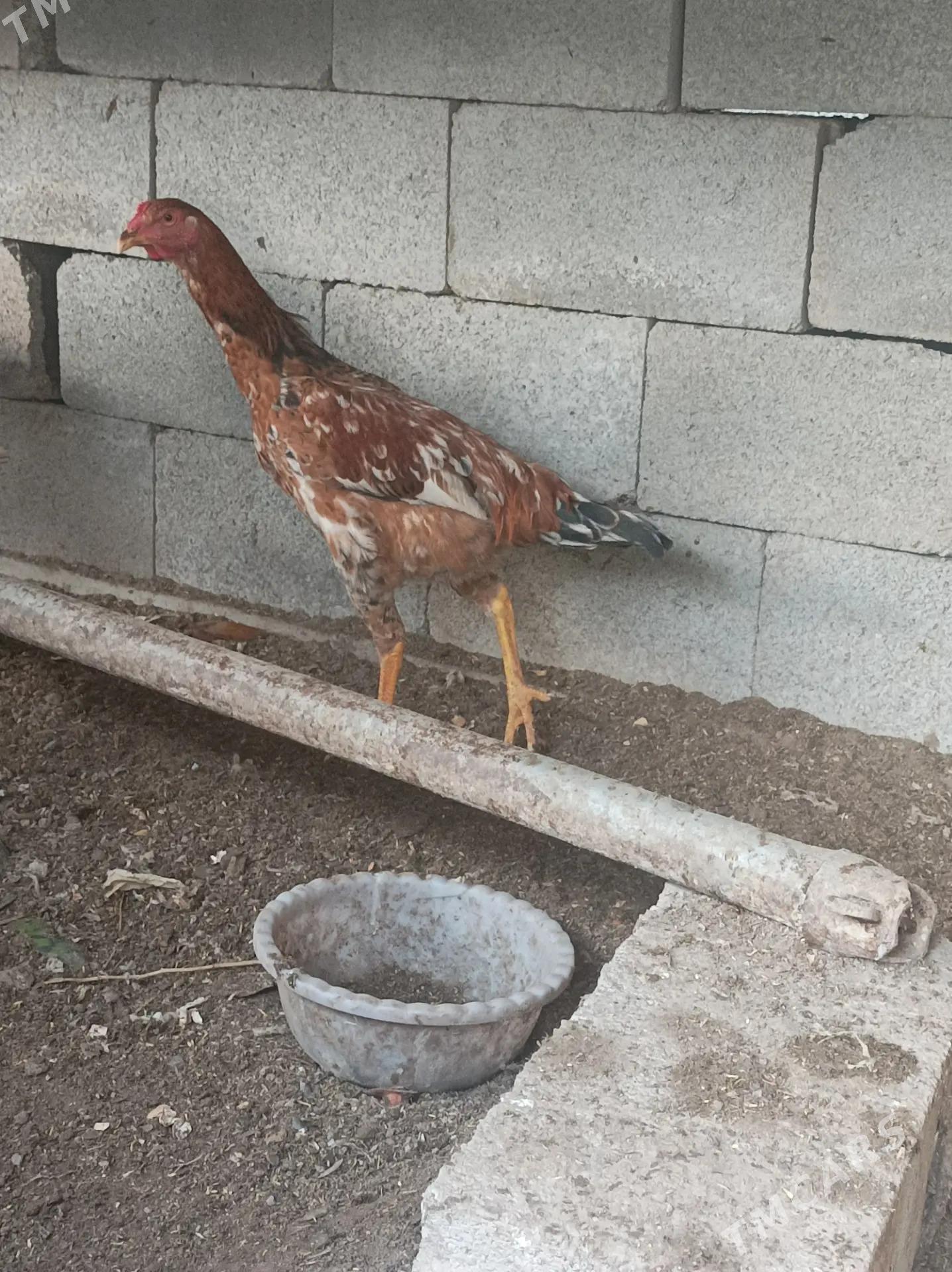 хораз - Дашогуз - img 2