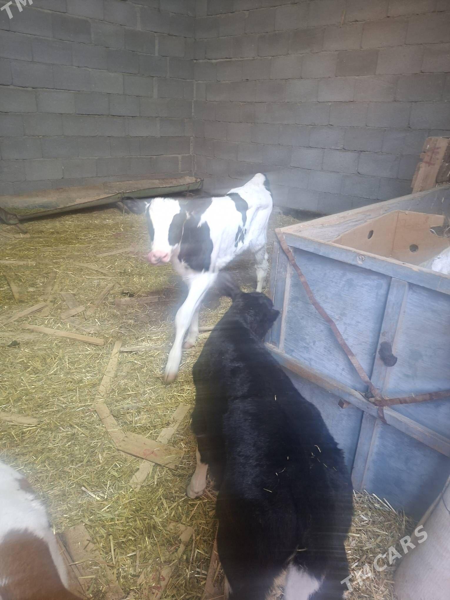 satlyk gole - Гарадамак Шор - img 5