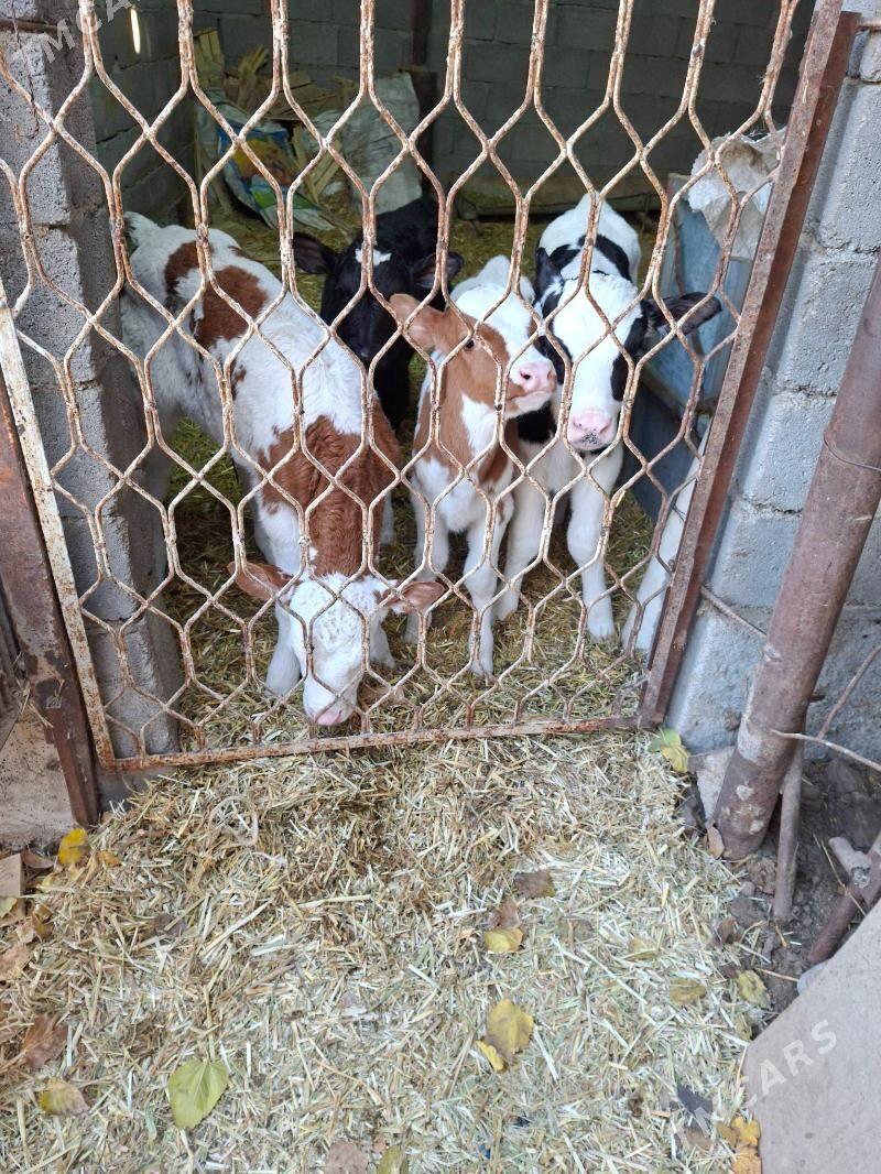 satlyk gole - Гарадамак Шор - img 3