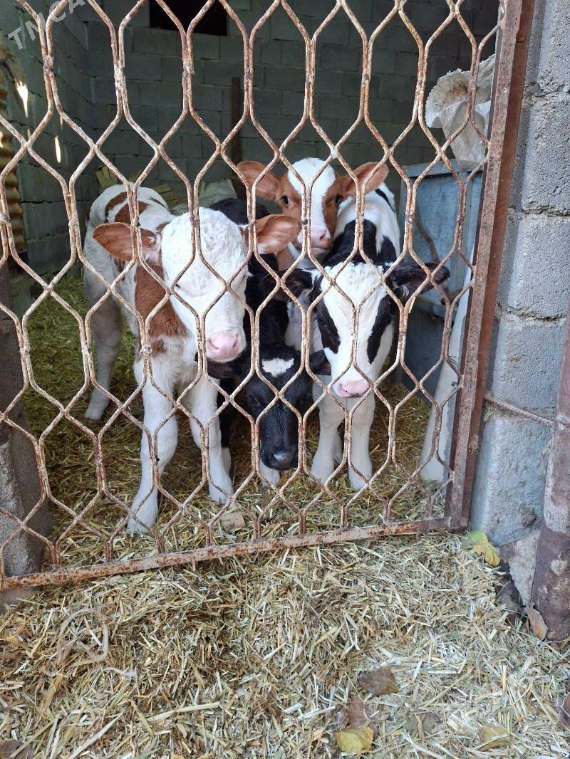 satlyk gole - Гарадамак Шор - img 1