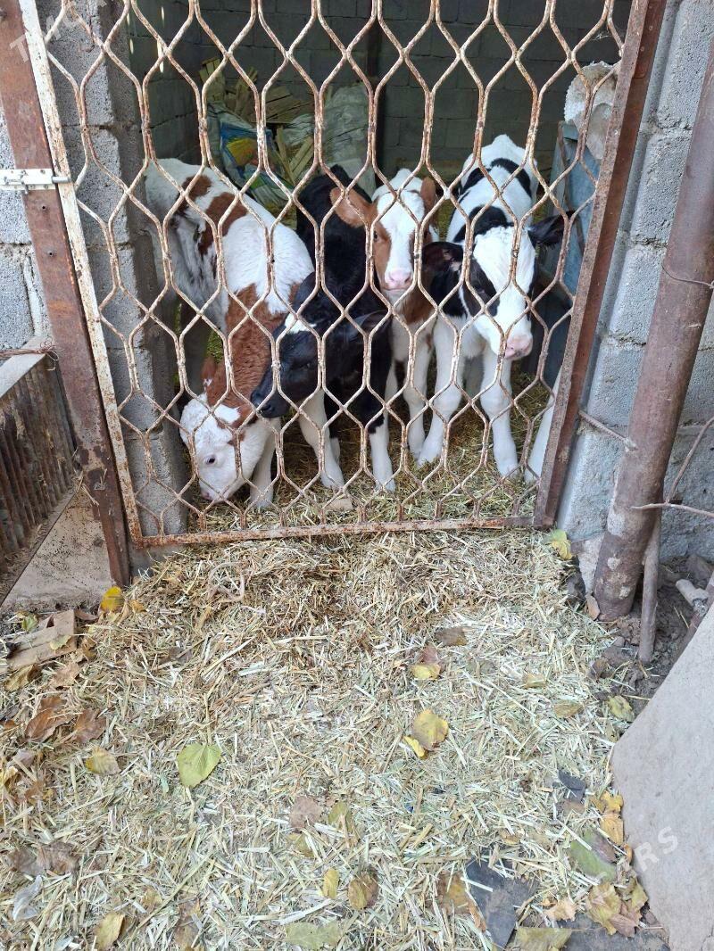 satlyk gole - Гарадамак Шор - img 4