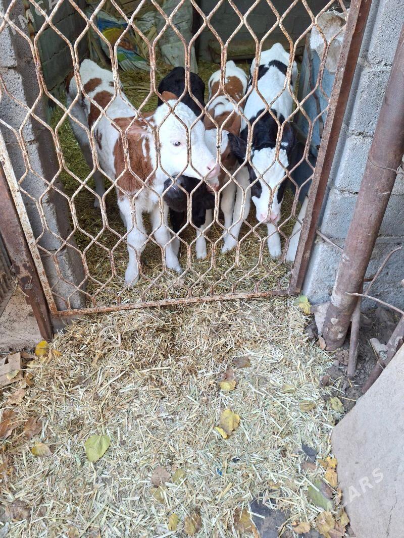 satlyk gole - Гарадамак Шор - img 2