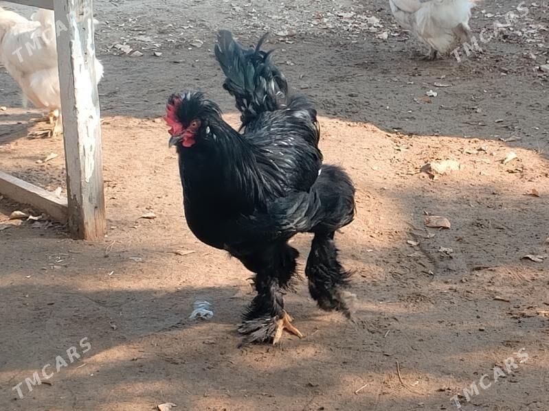 Брамо хораз - Туркменабат - img 3