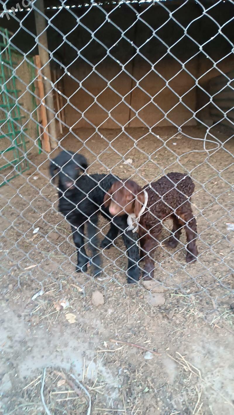 guzyly goyun - Änew - img 3