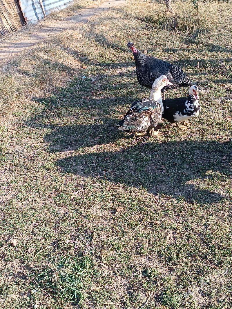 indautka - Mary - img 2