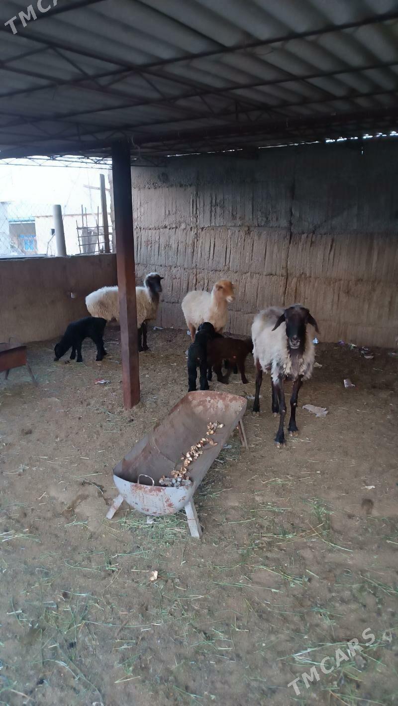 guzyly goyun - Änew - img 4