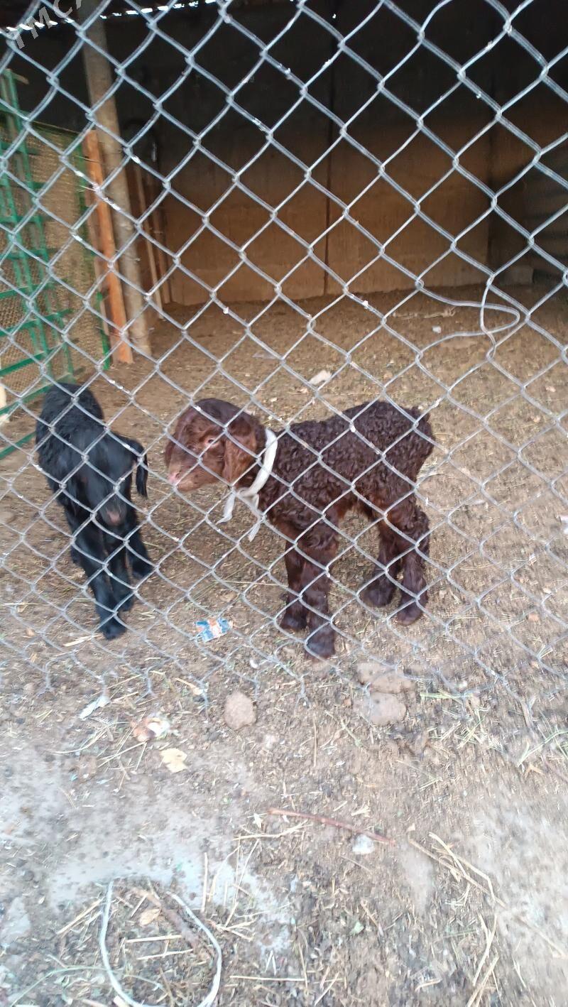 guzyly goyun - Änew - img 2