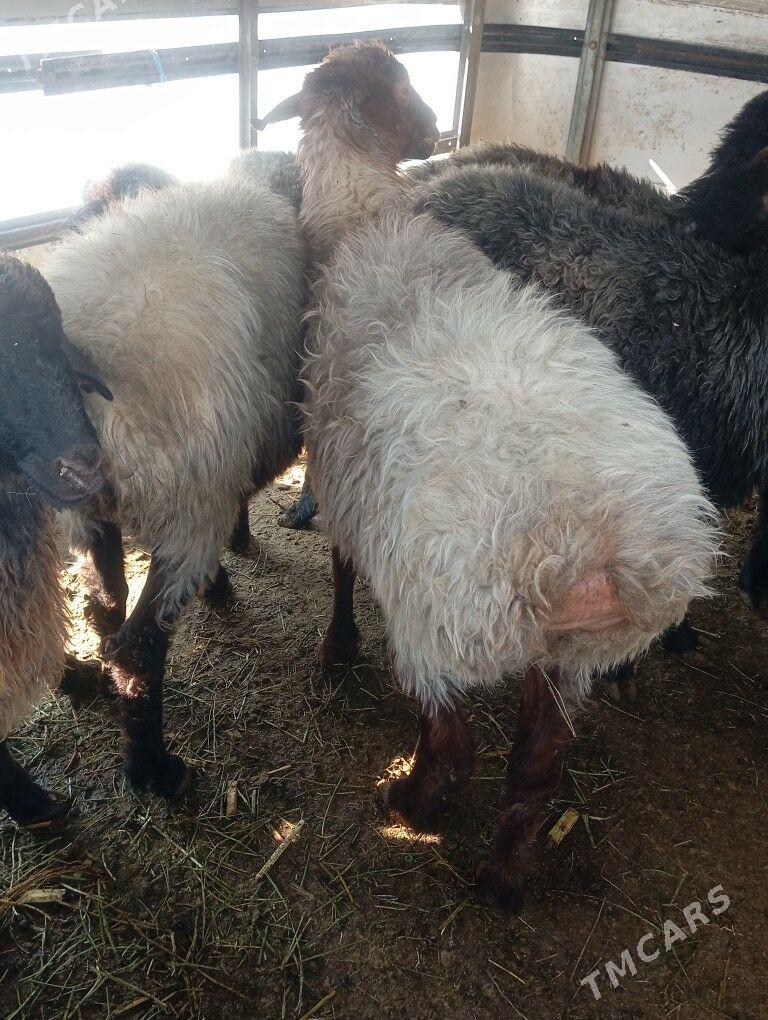 issek tokly goyun - Чоганлы - img 2