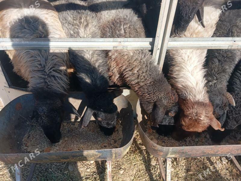 issek tokly goyun - Чоганлы - img 6