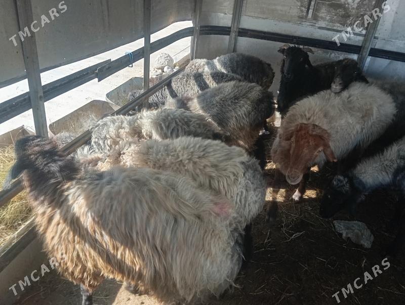 issek tokly goyun - Чоганлы - img 3