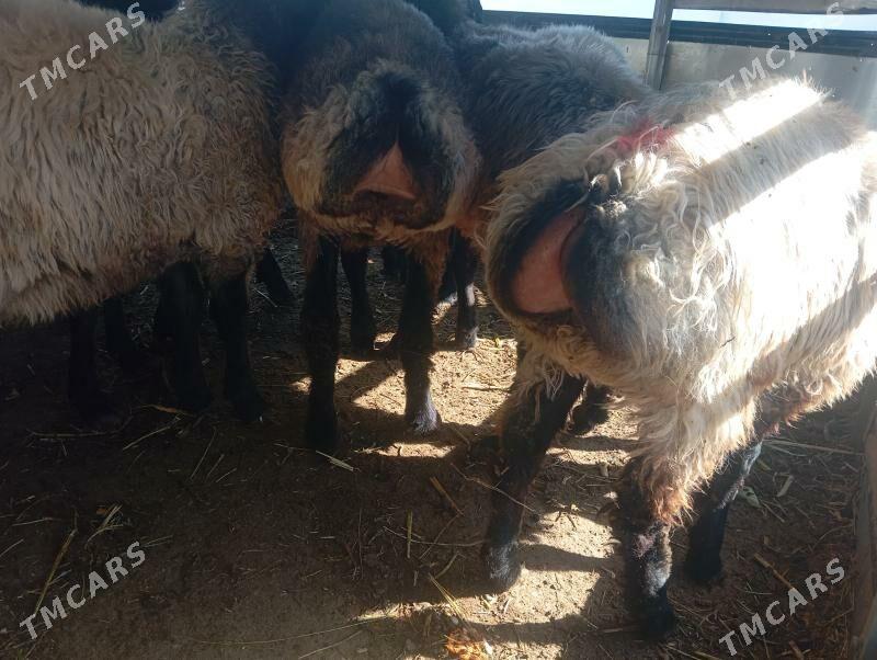 issek tokly goyun - Чоганлы - img 8