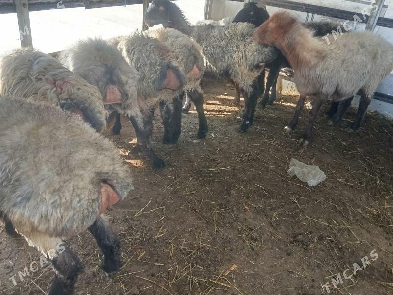 issek tokly goyun - Чоганлы - img 4