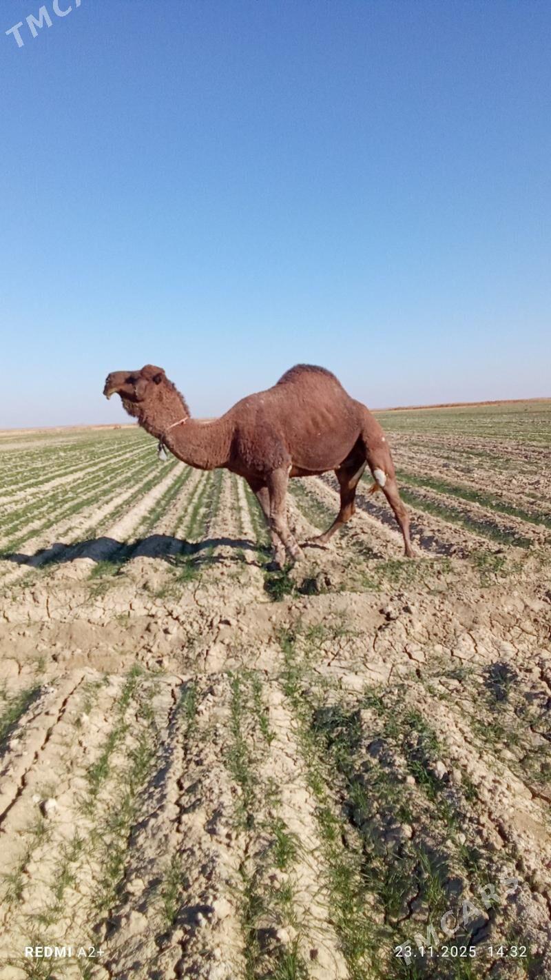 howur erkek - Gyzylarbat - img 5